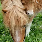 Bio Ferienbauernhof Greber - Natururlaub Mit Ponys & Kaninchen