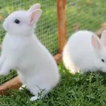 Çiftlik konaklama Bio Ferienbauernhof Greber - Natururlaub Mit Ponys & Kaninchen *