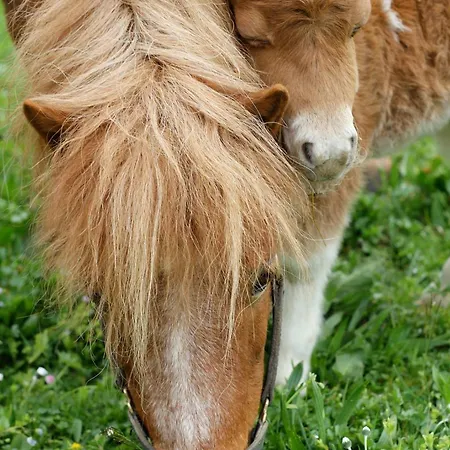 Bio Ferienbauernhof Greber - Natururlaub Mit Ponys & Kaninchen