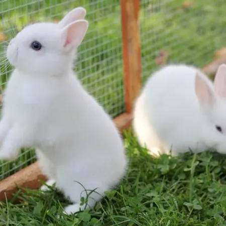 Vakantieboerderij Bio Ferienbauernhof Greber *