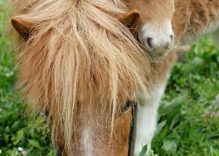 Bio Ferienbauernhof Greber