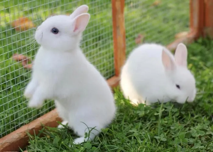 Farm stay Bio Ferienbauernhof Greber *