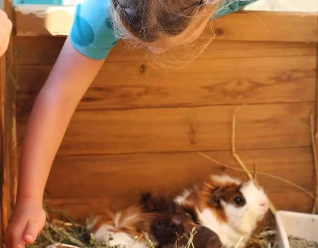 Farm stay Bio Ferienbauernhof Greber Schwarzenberg im Bregenzerwald